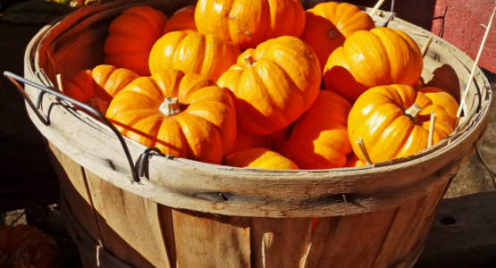 Basket of Punkins 10-14 by Don Graham from Flickr Basket of Punkins 10-14 by Don Graham from Flickr