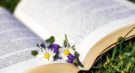 daisy book- Pixabay.com, Myriams-Fotos daisy book- Pixabay.com, Myriams-Fotos